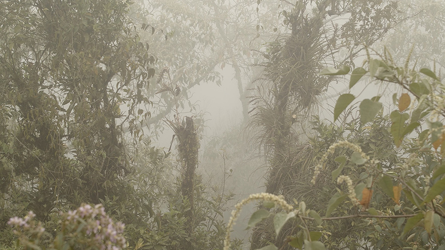 mañana niebla, 2020